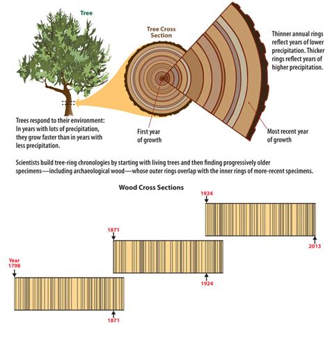 The concept of dendrochronology-the science of dating past events by the comparative study of tree rings-is very old. In the 15the century, Leonardo da Vinci attempted to tell the age of trees by simple ring counting ad to track past seasonal variations (in terms of rainfall) by comparing the width of the rings.